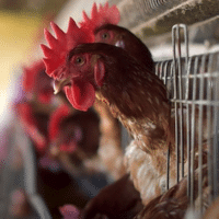 Chickens in a factory farm. Credit: Rawpixel